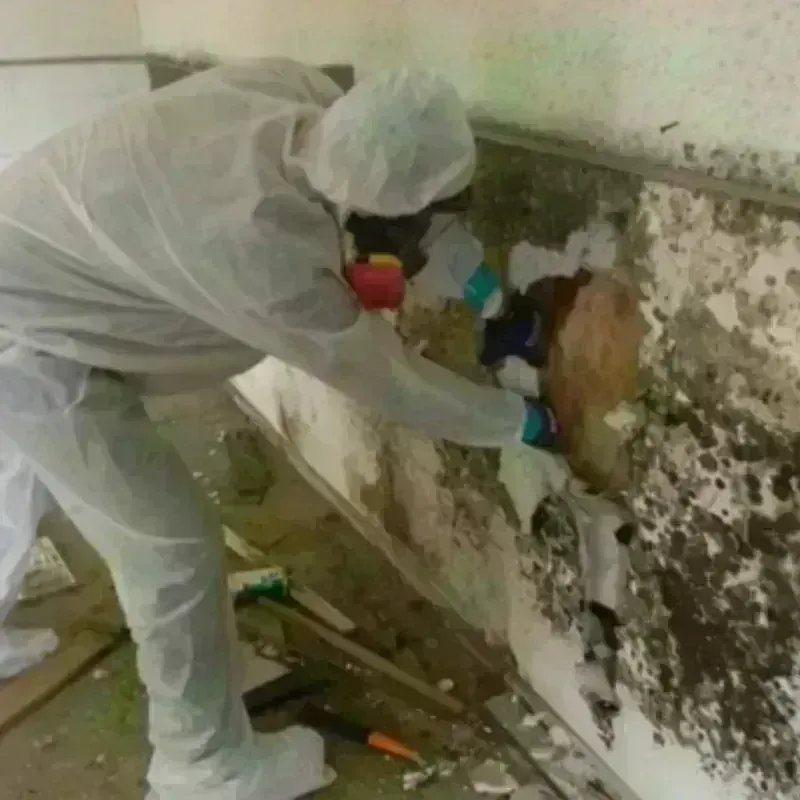 Mold Remediation and Removal in Hubbard, OH